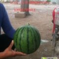 江苏睢宁魏集西瓜