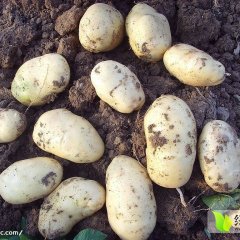 东昌府沙镇刘鹏4月荷兰十五土豆