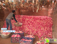 陕西富县红苹果聚焦市场