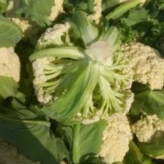 2015沛县菜花收购工作全面开展