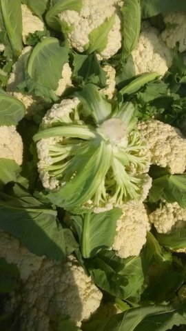 2015年江苏沛县白面青梗松花菜价格