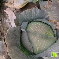 浙江海盐卷心菜甘蓝欢迎合作