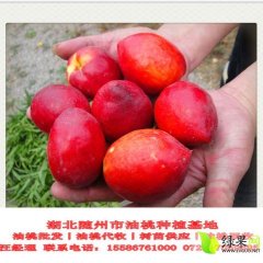 曾都油桃 ,万亩汪必茁诚信合作