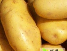 惠民荷兰土豆已经开始陆续上市