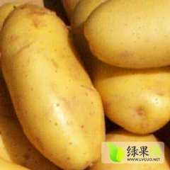 惠民荷兰土豆已经开始陆续上市