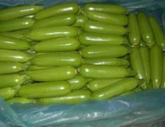 东昌府西葫芦价格行情平稳沙镇刘义财诚信合作