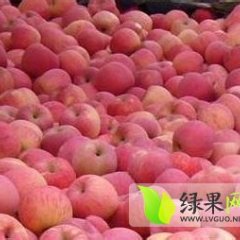 大荔县红富士苹果基地价格