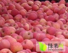 大荔县红富士苹果基地价格