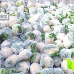 山东德州 菜花大量上市 日供应量大