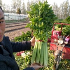 中牟芹菜价格适宜,大洪林小龙诚信合作