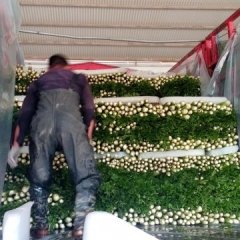 河南中牟法国皇后：大洪村林小龙