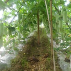 扶绥冬瓜火热上市,广西王时斌诚信合作