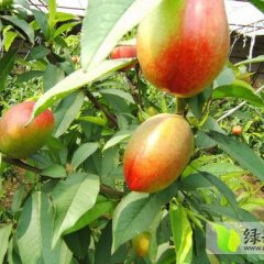 大荔东大李龙龙4月大棚油桃