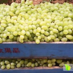 山西维多利亚葡萄欢迎合作