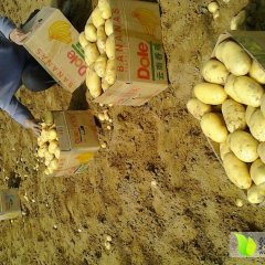 肥城土豆假一赔十郭新代办诚信合作