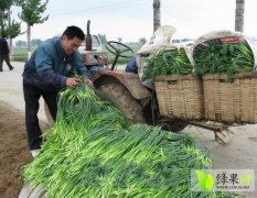 平度蒜薹大量上市