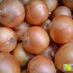 河南新野洋葱大量上市卢永征诚信合作