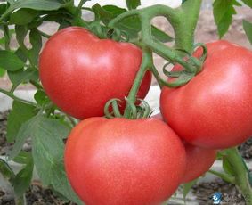 山东新泰硬粉西红柿名优产品