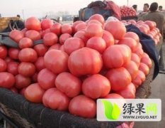 永年县南大堡蔬菜批发市场供应精品4月西红柿