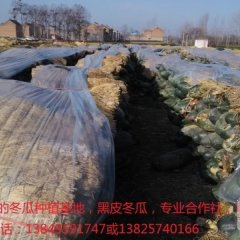 河南沁阳冬瓜价格适宜 王老板诚信合作