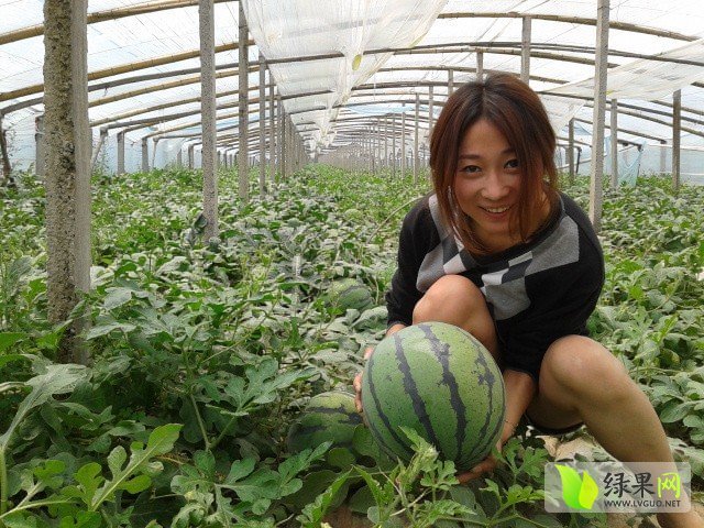 2015年山东昌乐京欣价格