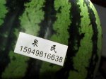 泉民西瓜 十年如一 品质保证