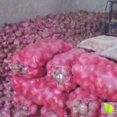 藁城洋葱火热上市南营王峰亮诚信合作