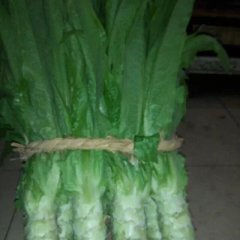 岱岳范镇赵传等4月青皮莴苣