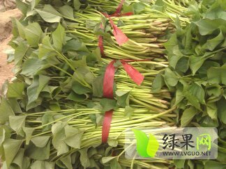 2015年河南民权红薯种苗价格