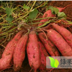 河北元氏烟薯系列红薯名优产品