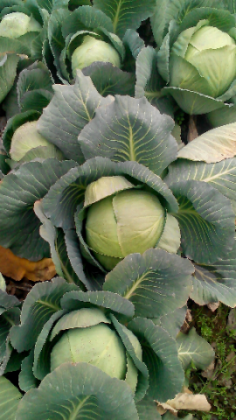 新野城郊荷兰皮球甘蓝平包供应