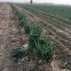 禹城大葱著名品种,市中孟先生诚信合作