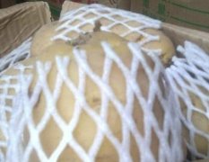 东昌府荷兰土豆大棚种植，陆地种植面积广