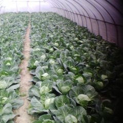 沛县甘蓝名优产品河口刘佳诚信合作