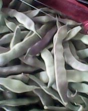 成武孙庙孙持根4月紫花油花豆豆角 九粒红 大连白 豆角价格网