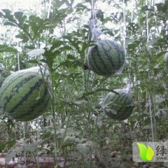 西昌黄联8424吊袋西瓜