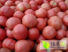 郯城红花张宇4月硬粉西红柿