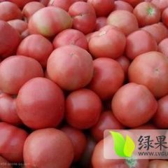 郯城红花张宇4月硬粉西红柿