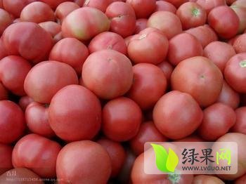 2015年山东郯城硬粉价格