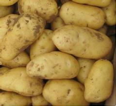 东昌府土豆名优产品沙镇