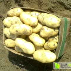 滕州大坞4月春季早土豆荷兰十五土豆火爆上市