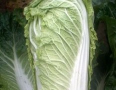 滕州春季大棚早白菜和陆地地膜白菜