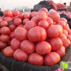 永年蔬菜4月硬粉西红柿