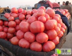 永年蔬菜4月硬粉西红柿