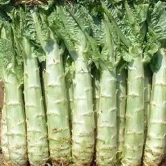 河北定州尖叶莴笋莴苣品质优良