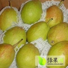 大荔红香酥梨果实脆甜， 颜色鲜绿