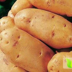 滕州土豆上货量大滕州胡怀堂诚信合作