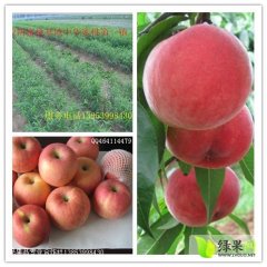 蒙阴蜜桃质量上乘贾庄高一诚信合作