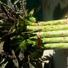 河南新野飞桥紫叶香莴苣大量上市！