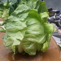 新野牛心甘蓝全国最便宜质量最好！